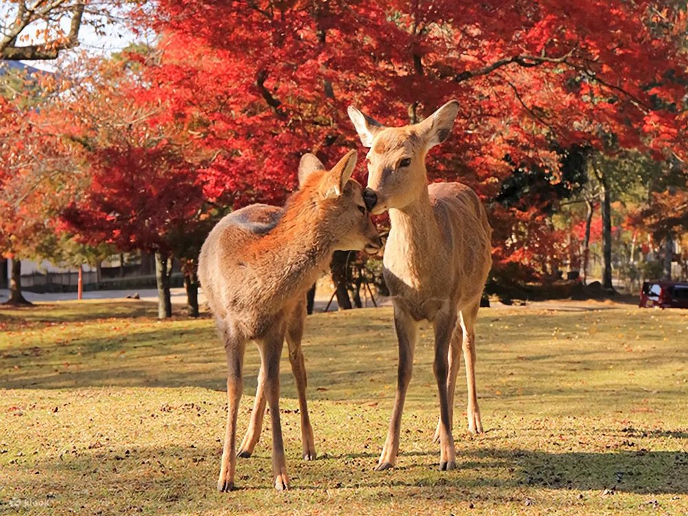 autumn foliage japan 2022