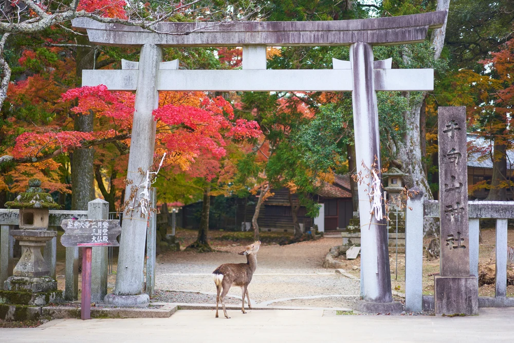 autumn foliage japan 2022