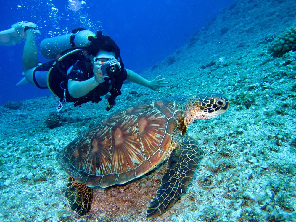 Person capturing a turtle