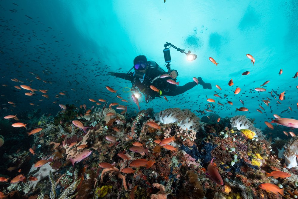 Person diving with fishes