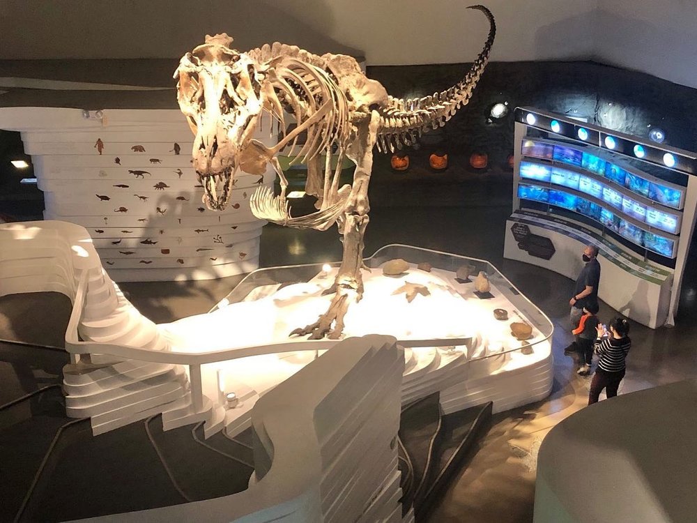 Dinosaur's fossils in display