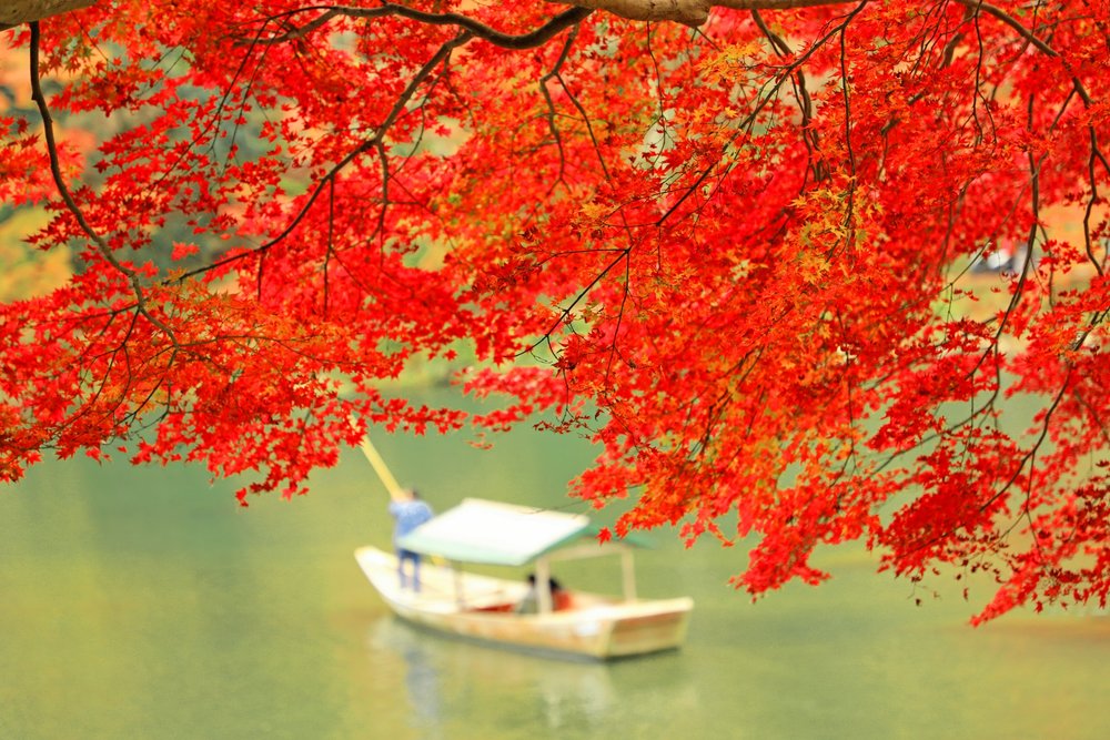 日本紅葉2023 賞楓時間表 東京 京都賞楓推介