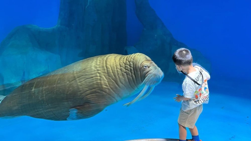 Meet and greet wondrous creatures. Credits to @siewheya