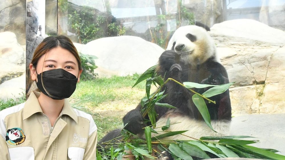 Be up close with adorable pandas inside Ocean Park. Credits to @nymphsgalaxy