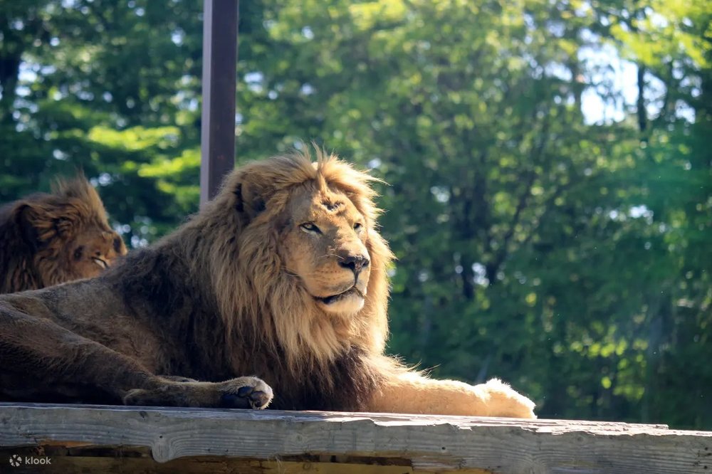 那須サファリパーク ライオン
