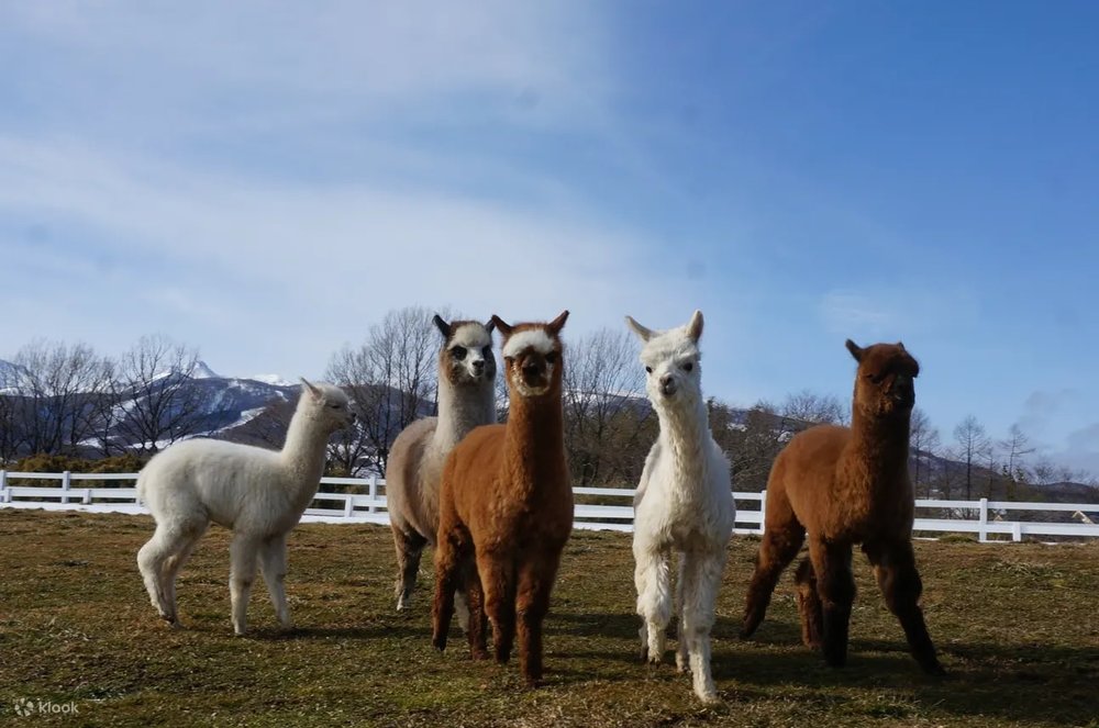 那須アルパカ牧場