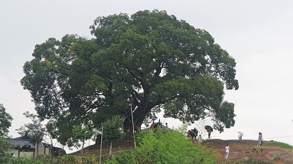 Hackberry tree in a hill
