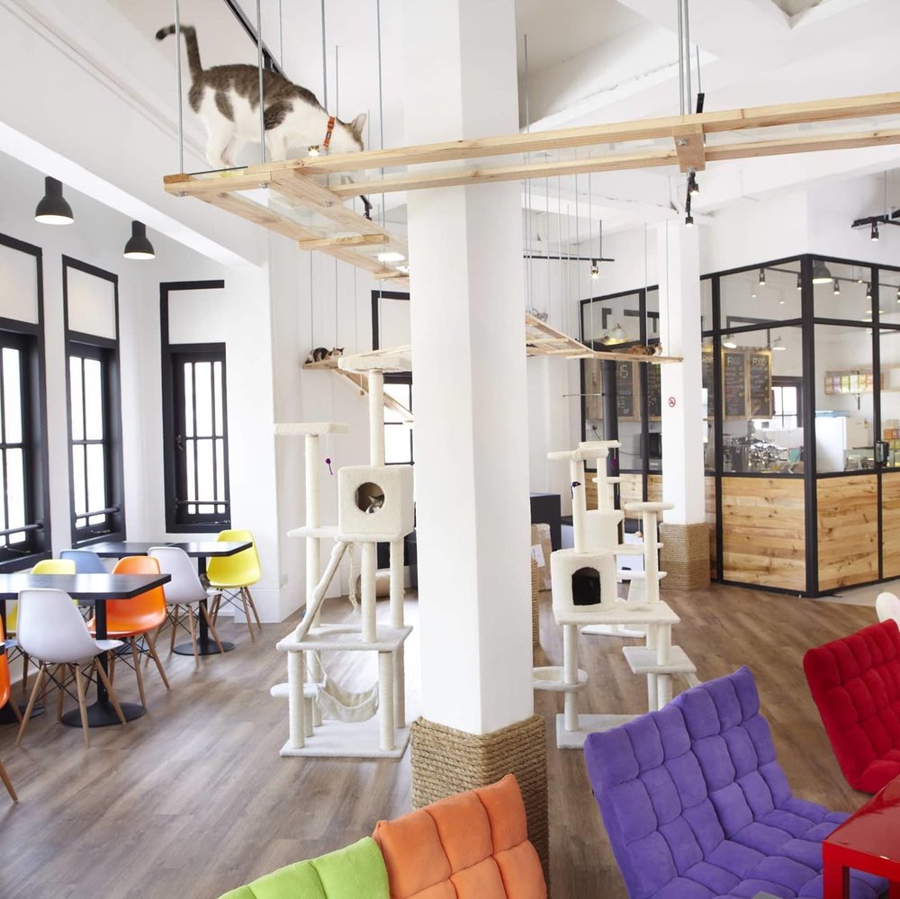 The Cat Café Interior