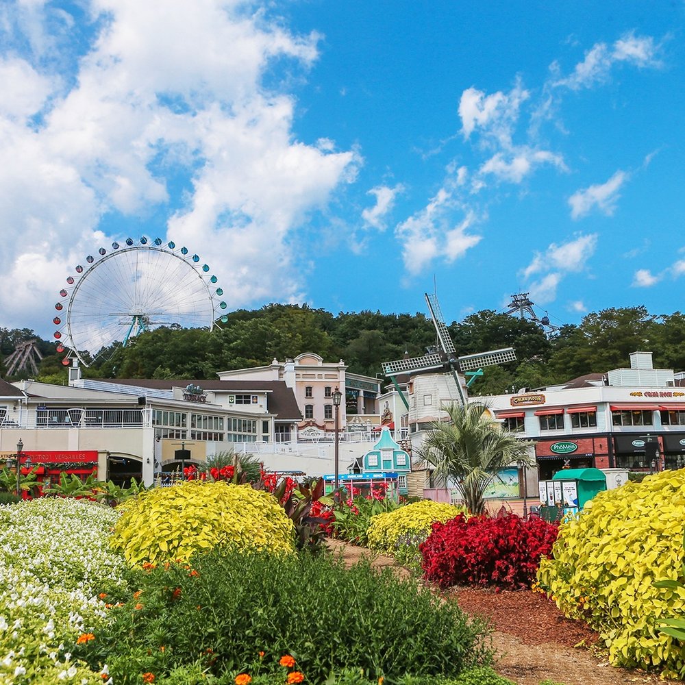 Yellow and Red flowers