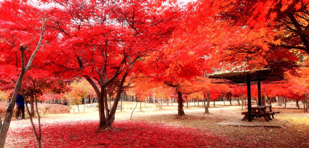 韓國紅葉2023 賞楓時間表 紅葉景點推介