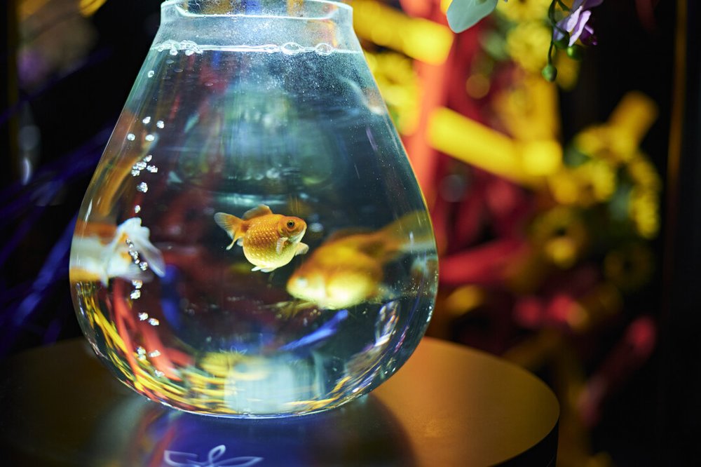 アートアクアリウム美術館 金魚