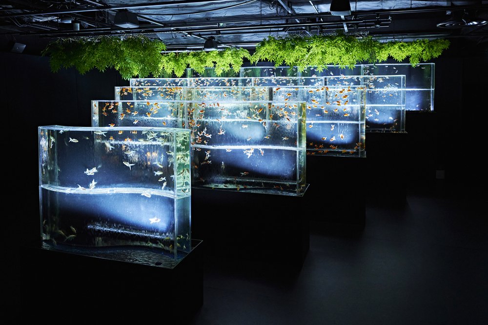アートアクアリウム美術館 金魚の滝