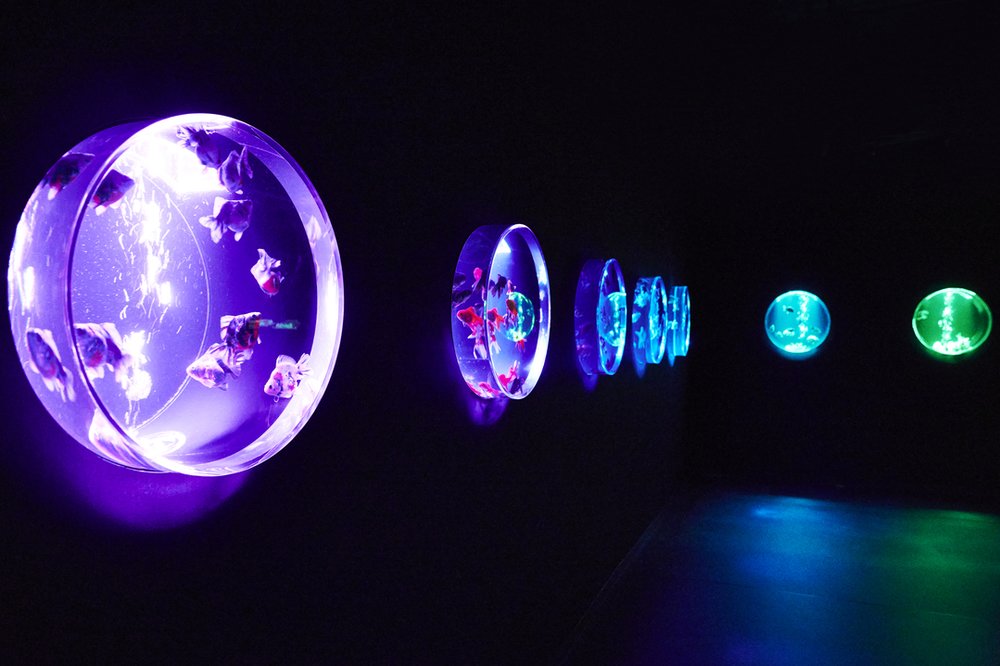 アートアクアリウム美術館 金魚の滝金魚コレクション