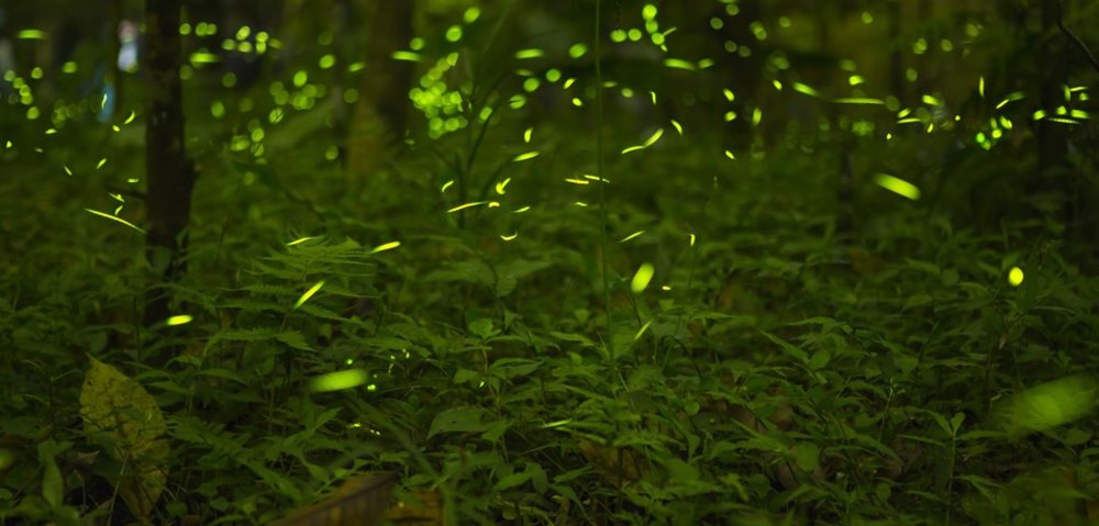 沙巴景點威士頓紅樹林