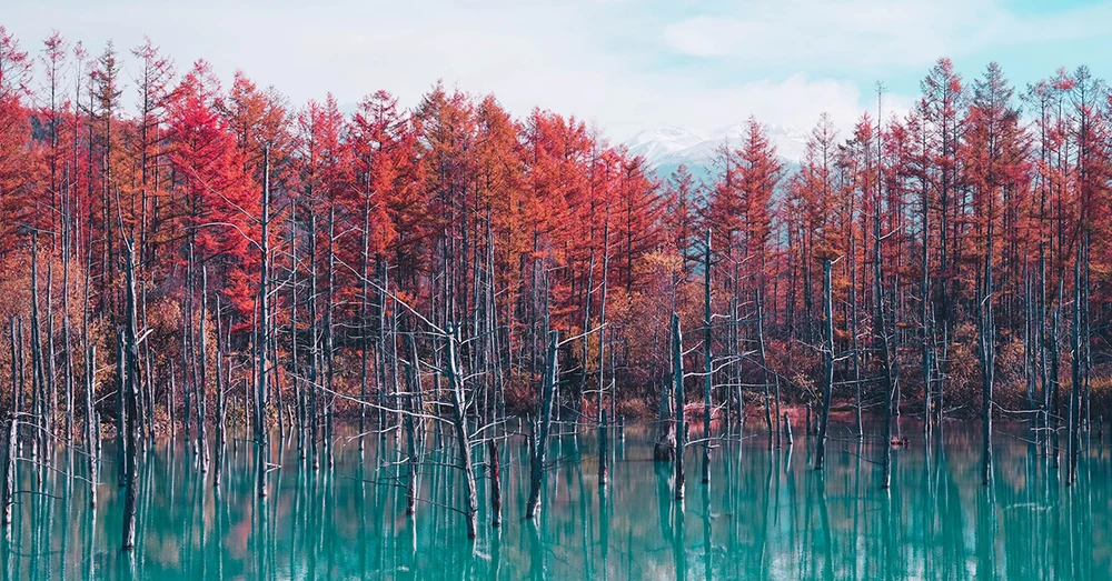 Ao Shirogane Blue Pond