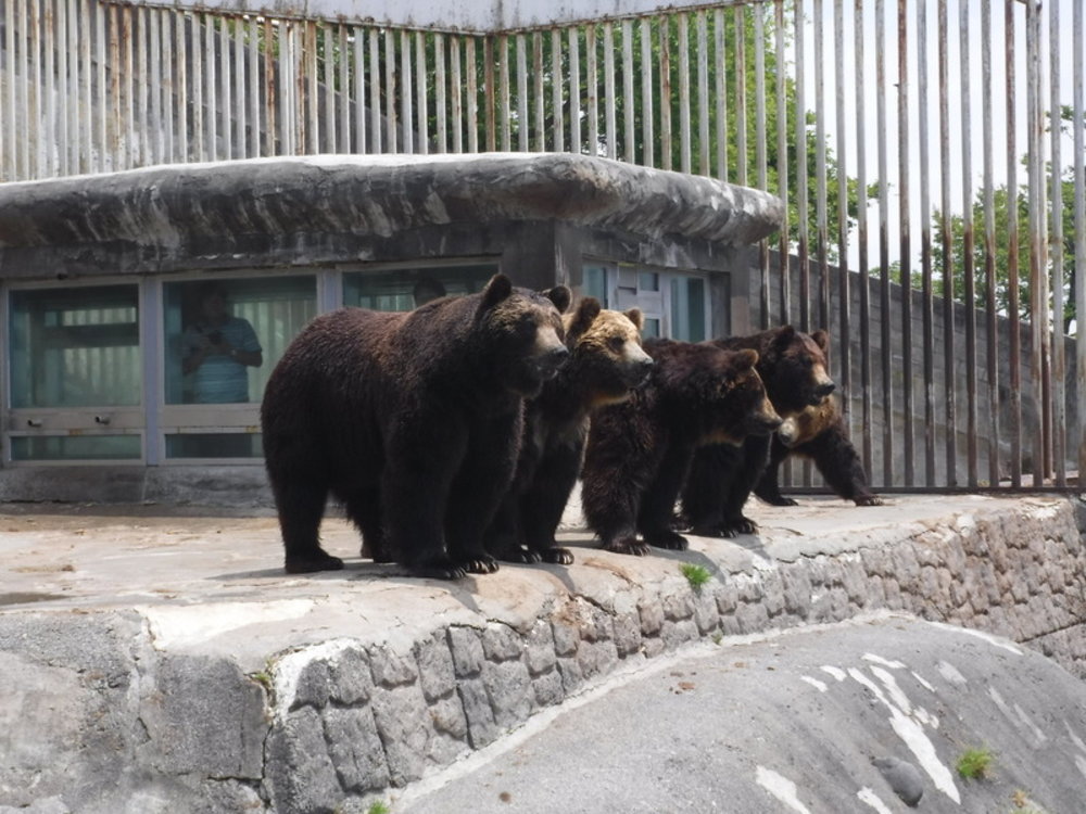 北海道JR Pass｜北海道登別棕熊牧場