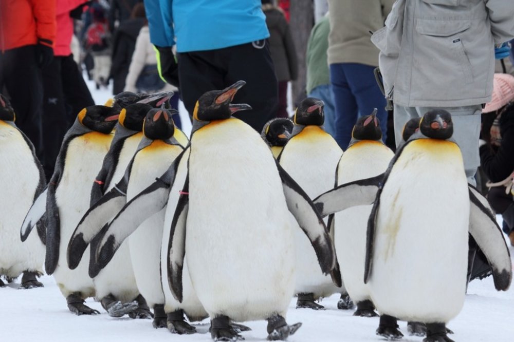 北海道JR Pass|北海道旭山動物園