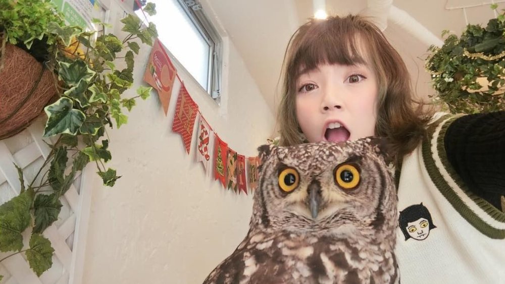 Get to know these wide-eyed avian creatures while you sip on delicious beverages at this cafe. Credits: @gi_cheng on Instagram