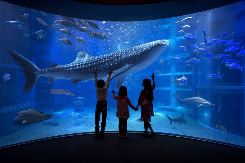 osaka japan travel itinerary osaka kaiyukan aquarium