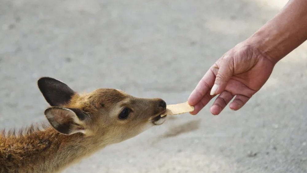 Don’t worry, there isn’t any actual fish in this yummy treat!
