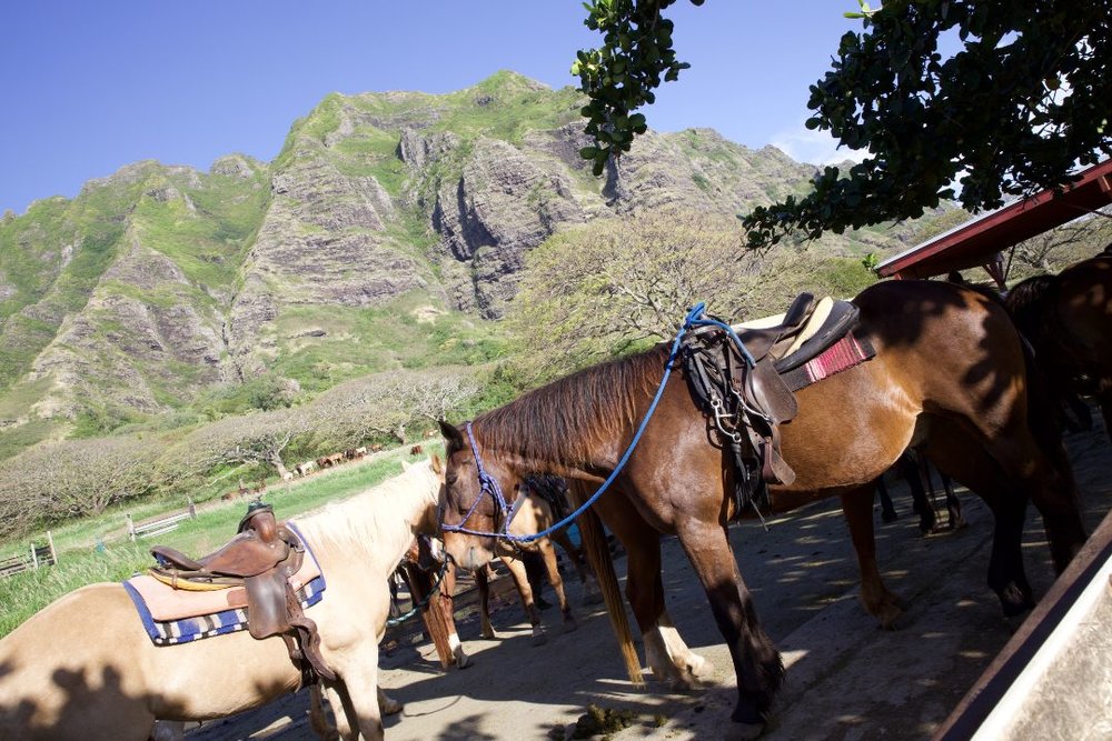 クアロアランチ 乗馬