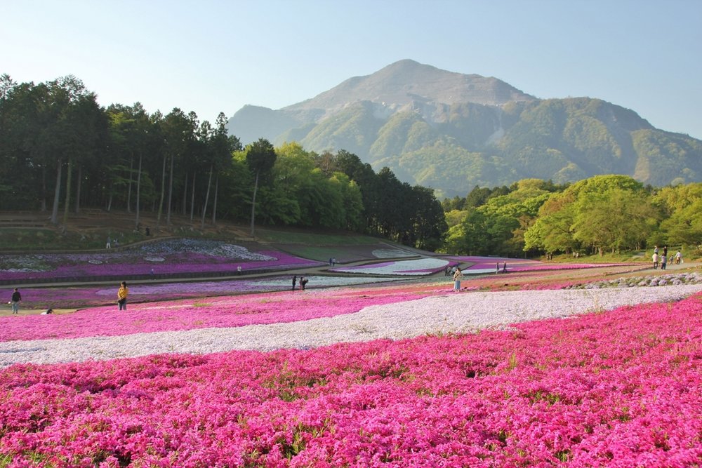 羊山公園　芝桜の丘