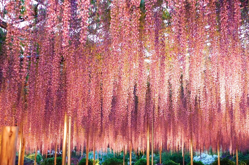 あしかがフラワーパーク Ashikaga Flower Park 
