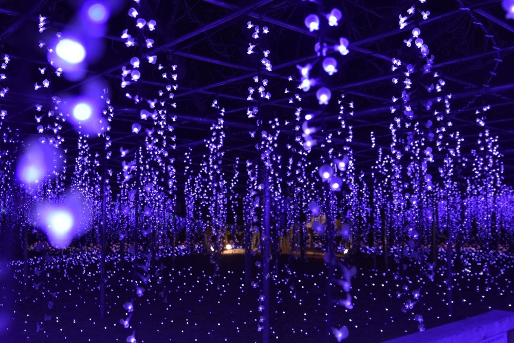 あしかがフラワーパーク Ashikaga Flower Park 