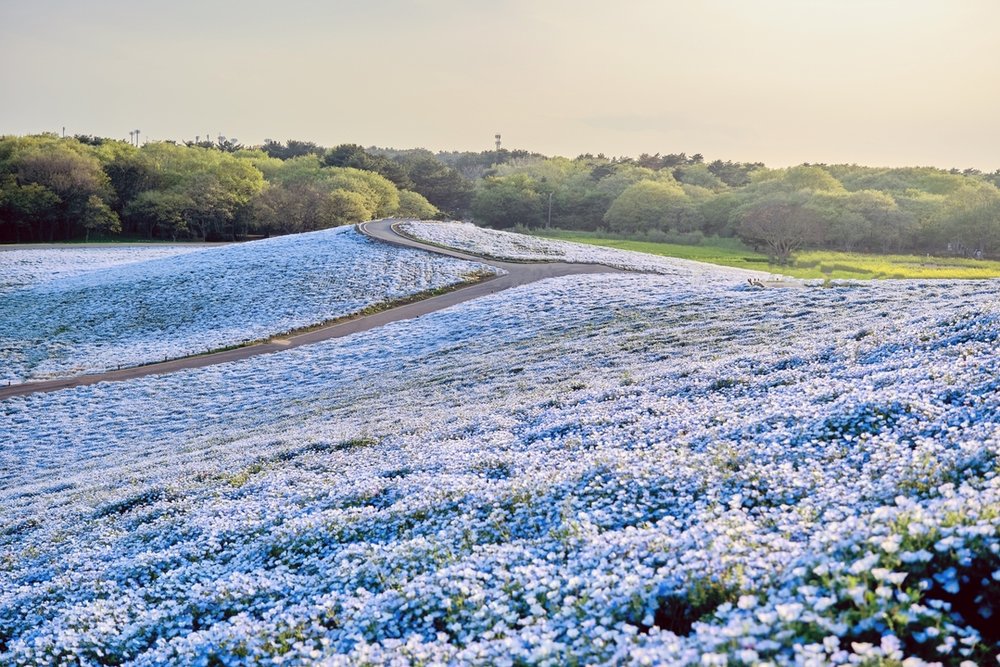 Witness A Sea Of Blooming Baby Blue Flowers At The Seaside Park In 