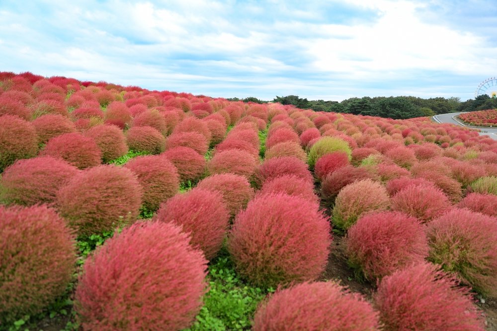 国営ひたち海浜公園 Hitachi Seaside Park
