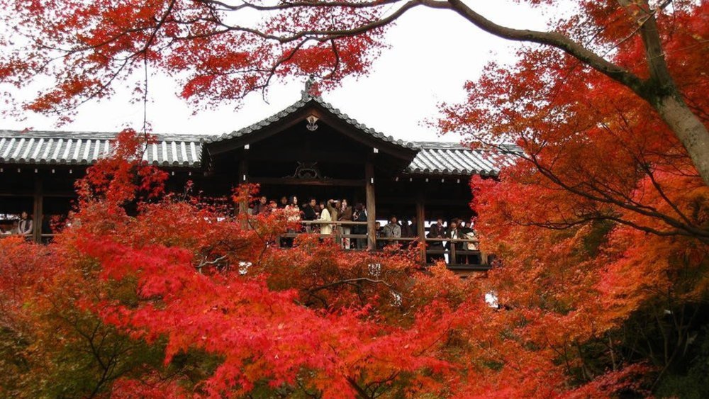 For foliage with hues of red, Tofukuji Temple is the place to be!