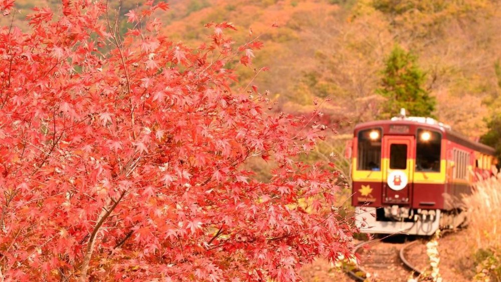 Ride a train for no other reason than to see the red leaves of Tokyo!