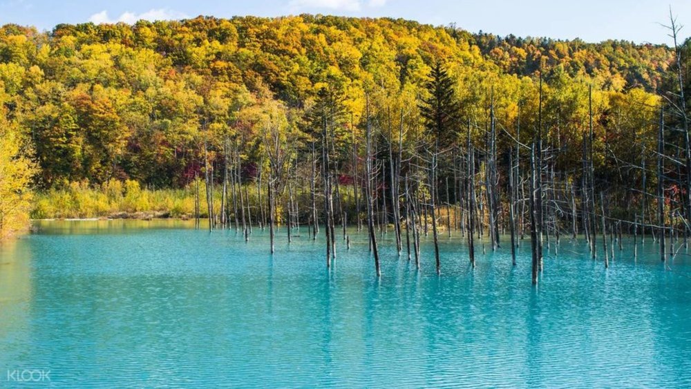 Add a splash of cobalt to your golden and crimson autumn in Japan by visiting the Blue Pond.