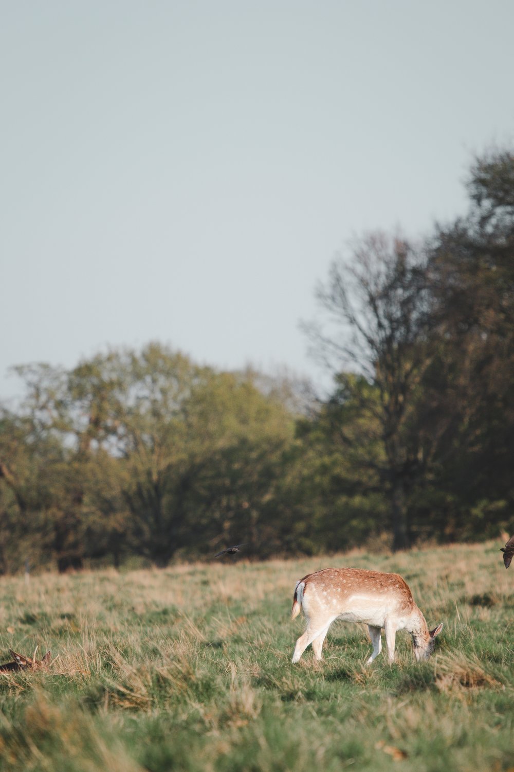 A deer eating grass