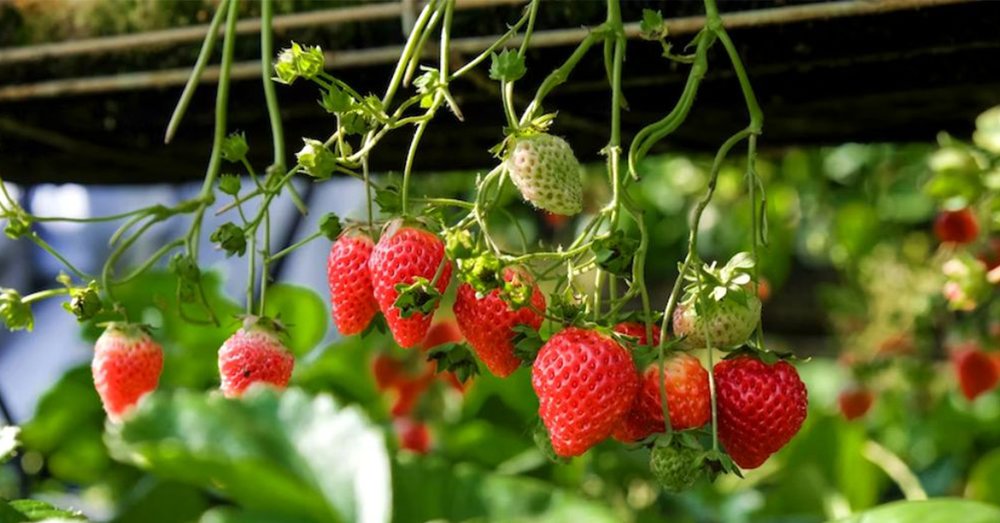 tour-du-lich-han-quoc