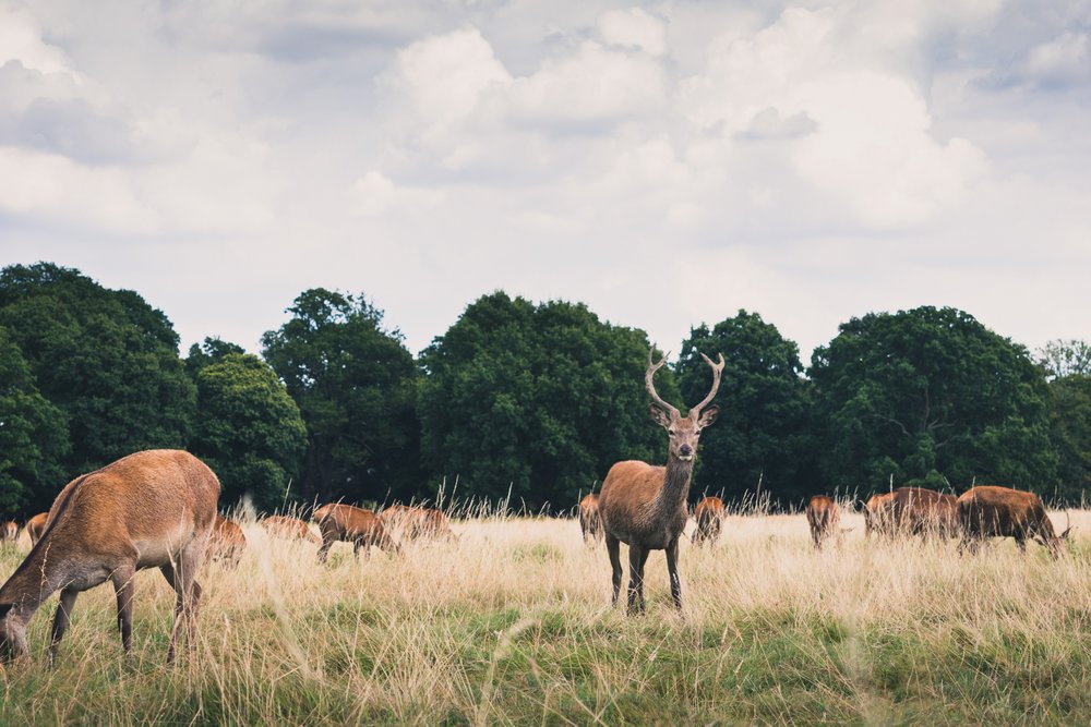 Deers on a field in Richmond