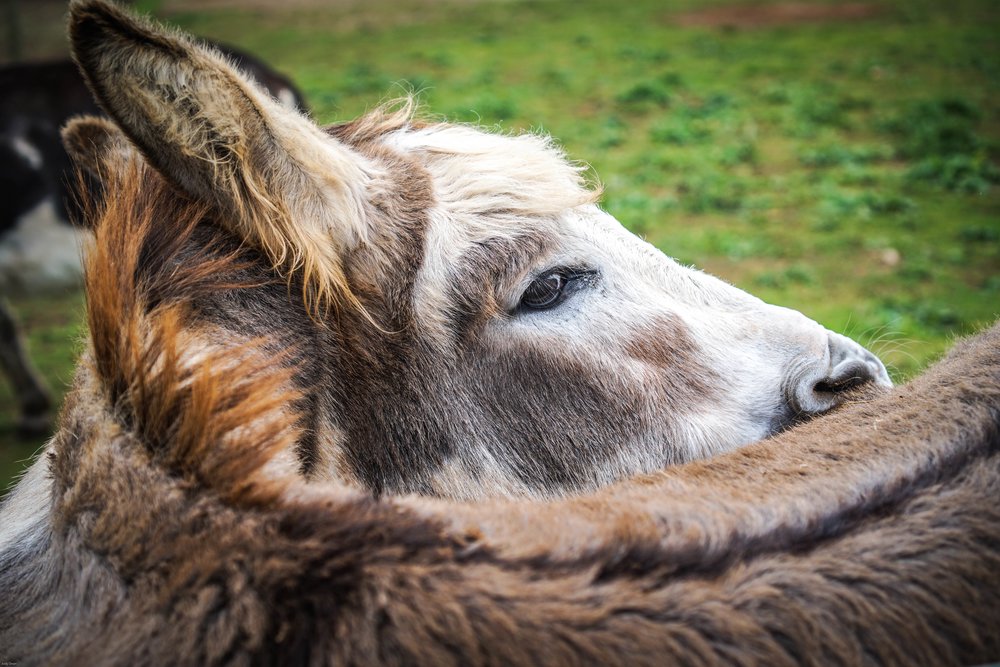 Close up look of a deer