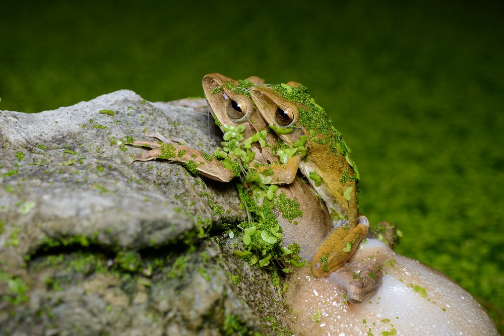 Frog on a rock
