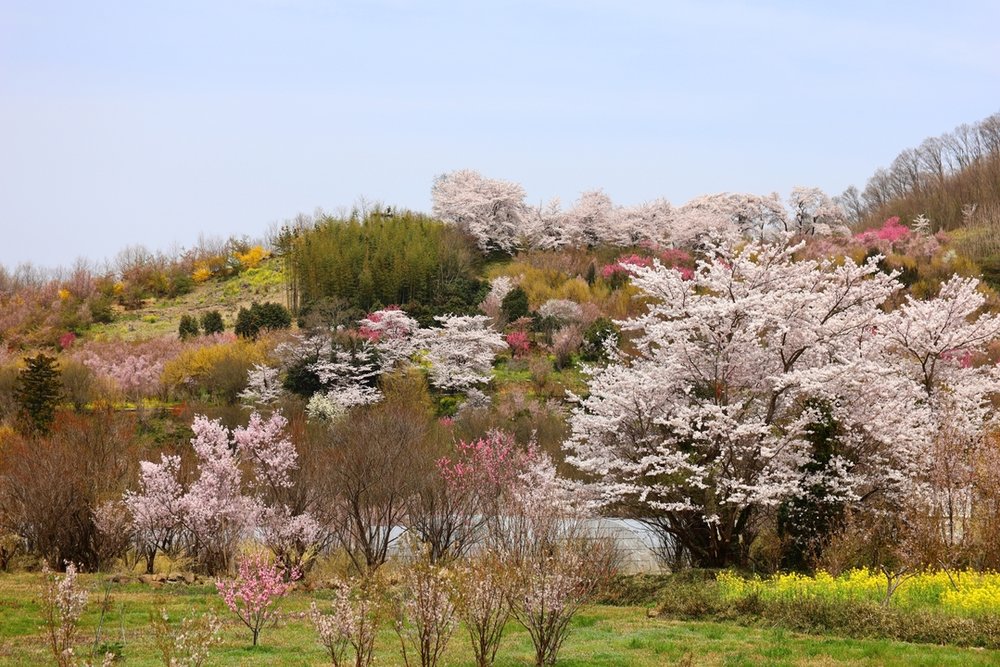 美の山公園 桜