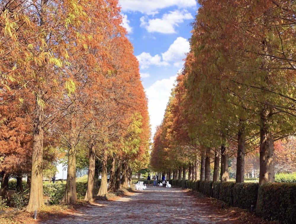 成美文化園落羽松道