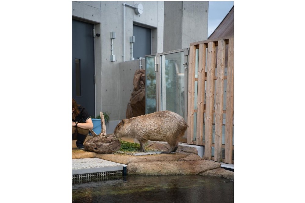 アトア カピバラ