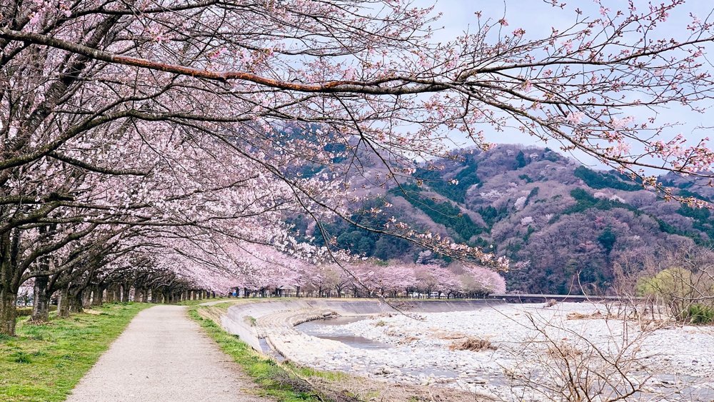 Cherry blossom season starts at different times across various regions of Japan.  Credits: Akira Deng on Unsplash