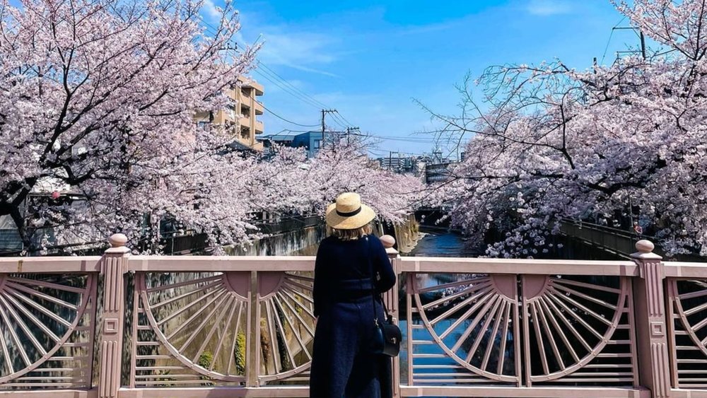 Tokyo gets a taste of the cherry blossoms first! Credits: @globetrottingpeanuts on Instagram