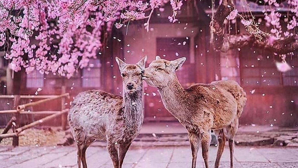 Nara Park is the perfect picture of nature with its flora and fauna.  Credits: @tankensurujapan on Instagram