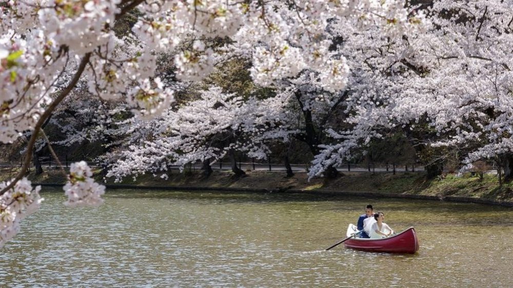  You can extend cherry blossom season in Japan by going from Tokyo to Nagano! Credits: @37frames on Instagram