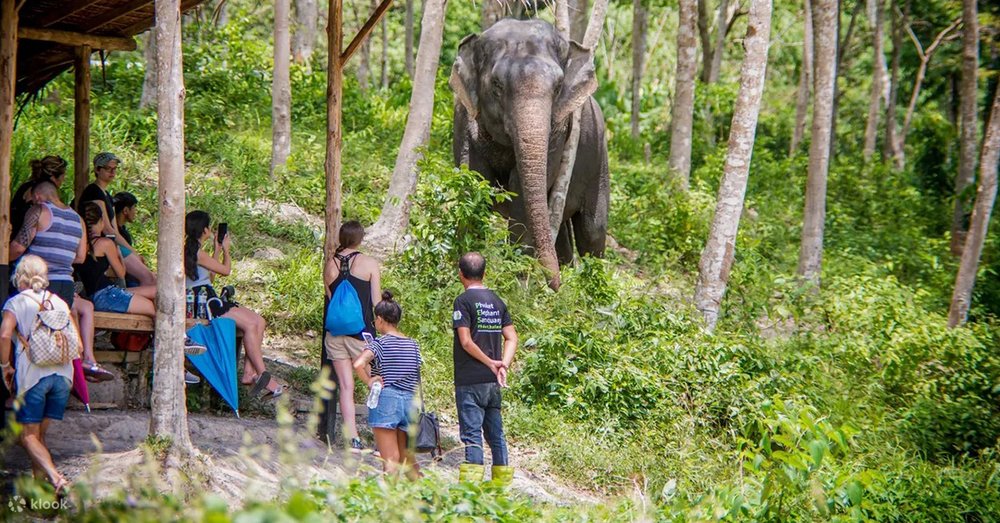 Tour Tham Quan Khu Bảo Tồn Voi Rừng Phuket
