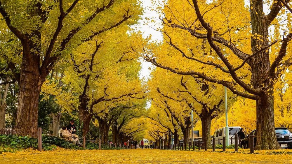 Icho Namiki literally means “a row of ginkgo trees.”. Credit to @melvsxice on Instagram