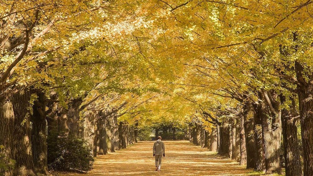 The trees form a perfect golden archway that’s the best spot for photos. Credit to @ryovu on Instagram