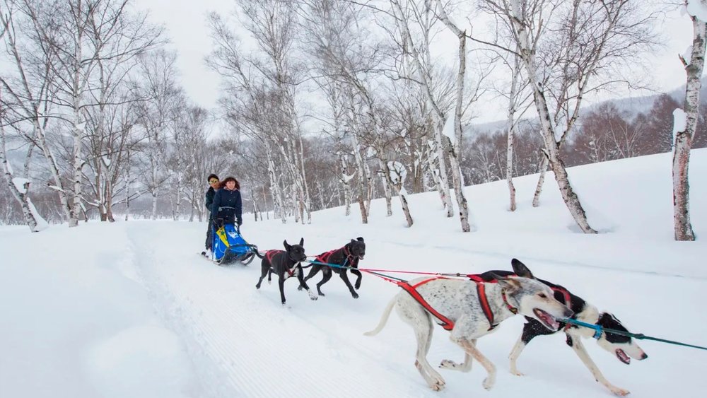 Feel the winter breeze as a pack of dogs pull your sled!