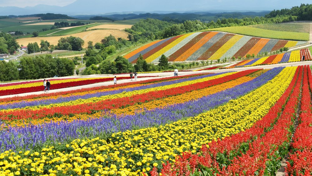 You can reach up to the flower fields of Hokkaido with a JR Pass. 